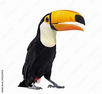 Image result for Toco Toucan Tongue