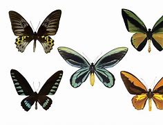 Image result for 9 Butterflies