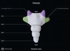 Image result for Coccyx