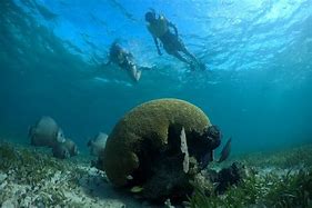 Image result for Cancun Snorkel