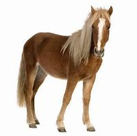 Image result for Horse Mane Hairstyles