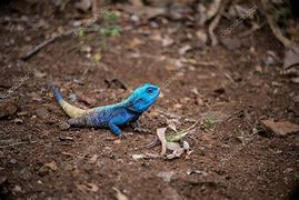 Image result for African Rainbow Lizard