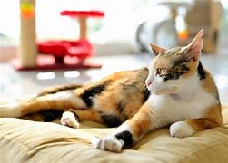 Image result for Cat Looking to Side