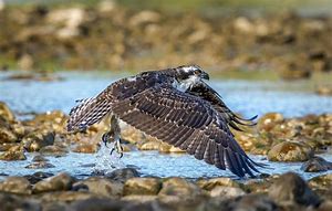 Image result for Osprey Plane In-Flight