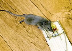 Image result for Oil Trap Mouse