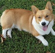 Image result for Corgi Adult Dog