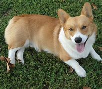 Image result for Corgi Puppy