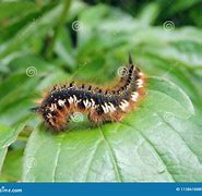 Image result for Hair Worm