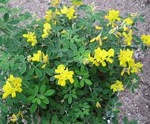 Image result for Genista Porlock Broom