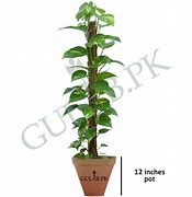 Image result for Money Plant Succulent