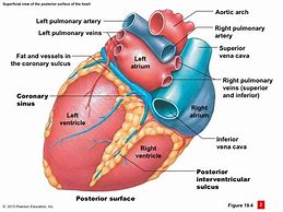 Image result for Posterior Interventricular Sulcus