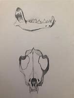 Image result for Coyote Skull Identification