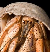 Image result for Hermit Crab