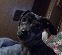 Image result for Chiweenie Dog