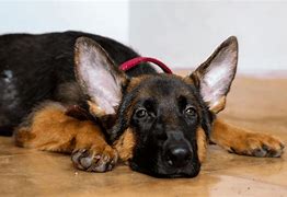 Image result for German Shephard Ear