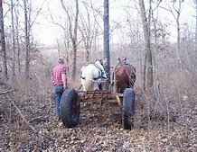 Image result for Draft Horse Logging