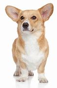 Image result for Corgi Basset Hound Mix