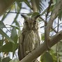 Image result for Scary Owl Neon