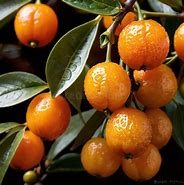 Image result for Kumquat Like Fruit