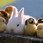 Image result for Super Cute Baby Bunnies