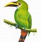 Image result for Toucan Bird Action