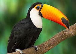 Image result for Toucan Pair