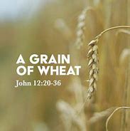 Image result for John 12 24 and Wheat