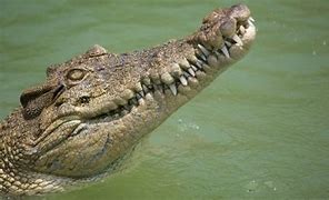 Image result for Croc vs Alligator Snout