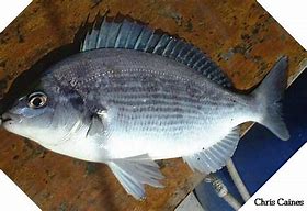 Image result for Black Sea Bream