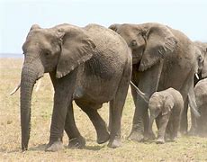 Image result for Habitat Ellie The Elephant