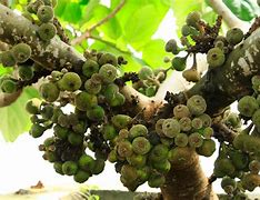 Image result for Buah Ara