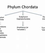 Image result for Subphylum of Chordata