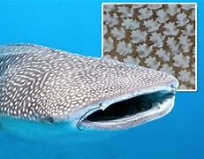 Image result for Finned Shark No Blood