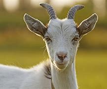 Image result for Organic Goat