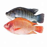 Image result for Live Tilapia Fish