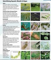 Image result for Pond Weeds Identification