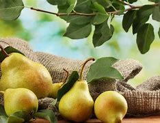 Image result for Nice Pear Photo