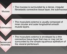 Image result for Relations of Esophagus