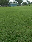 Image result for Rumput Bola