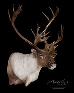 Image result for Newfoundland Caribou