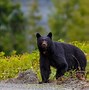 Image result for America Bear