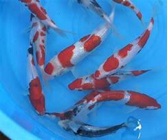 Image result for Baby Koi Fish