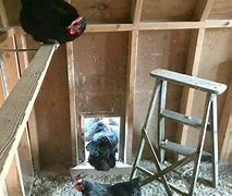 Image result for Space for Chicken Roost