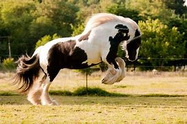 Image result for Most Beautiful Gypsy Horse