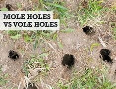 Image result for Vole Bones