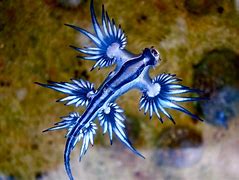 Image result for Deadly Sea Creatures