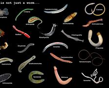 Image result for Clear Worms Stuck in Hair