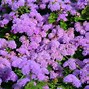 Image result for Evergreen Groundcovers Perennials