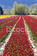 Image result for Springtime Tulips