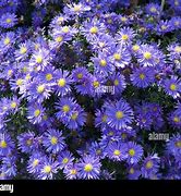 Image result for Aster Blue Wonder